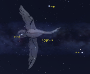 Cygnus the Swan, Credit: http://bobmoler.files.wordpress.com/2011/07/cygnustheswan.png